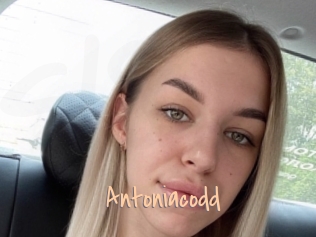 Antoniacodd