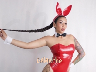calanthe Salopes de 18 ans