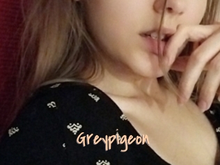 Greypigeon