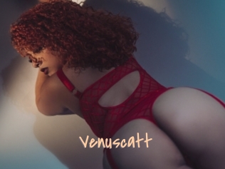 Venuscatt